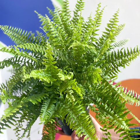 Nephrolepis exaltata 'Green Moment' - Boston Fern - Sprouts of Bristol