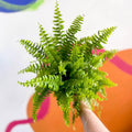 Nephrolepis exaltata 'Green Moment' - Boston Fern - Sprouts of Bristol