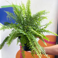 Nephrolepis exaltata 'Green Moment' - Boston Fern - Sprouts of Bristol