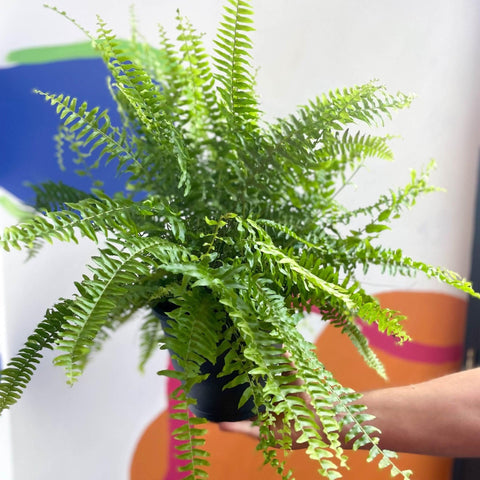 Nephrolepis exaltata 'Green Moment' - Boston Fern - Sprouts of Bristol