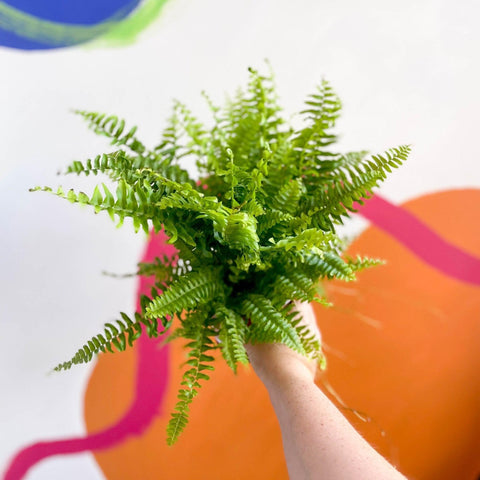 Nephrolepis exaltata 'Green Moment' - Boston Fern - Sprouts of Bristol