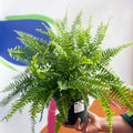 Nephrolepis exaltata 'Green Moment' - Boston Fern - Sprouts of Bristol