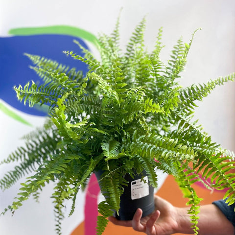 Nephrolepis exaltata 'Green Moment' - Boston Fern - Sprouts of Bristol