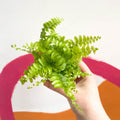 Nephrolepis exaltata 'Green Moment' - Boston Fern - Sprouts of Bristol