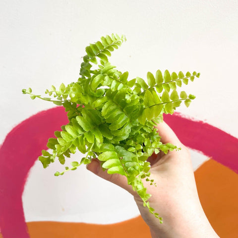 Nephrolepis exaltata 'Green Moment' - Boston Fern - Sprouts of Bristol