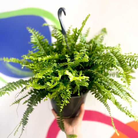 Nephrolepis exaltata 'Green Moment' - Boston Fern - Sprouts of Bristol