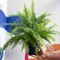 Nephrolepis exaltata 'Green Moment' - Boston Fern - Sprouts of Bristol