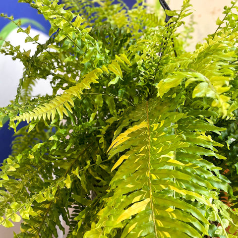 Nephrolepis exaltata 'Tiger' - Variegated Boston Fern - Sprouts of Bristol