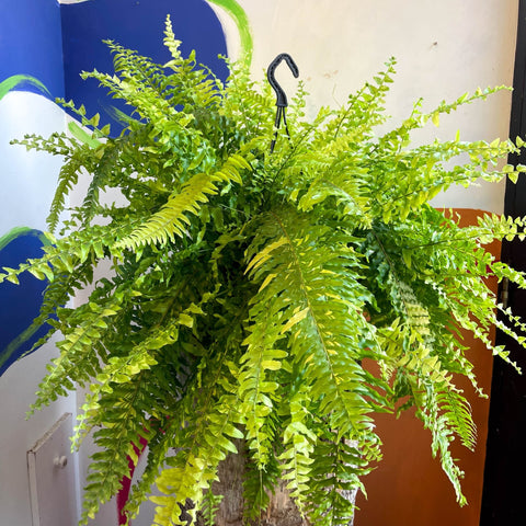 Nephrolepis exaltata 'Tiger' - Variegated Boston Fern - Sprouts of Bristol