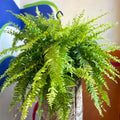 Nephrolepis exaltata 'Tiger' - Variegated Boston Fern - Sprouts of Bristol