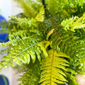 Nephrolepis exaltata 'Tiger' - Variegated Boston Fern - Sprouts of Bristol