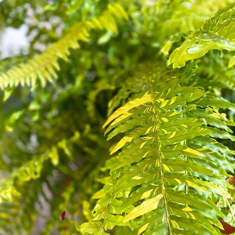 Nephrolepis exaltata 'Tiger' - Variegated Boston Fern - Sprouts of Bristol