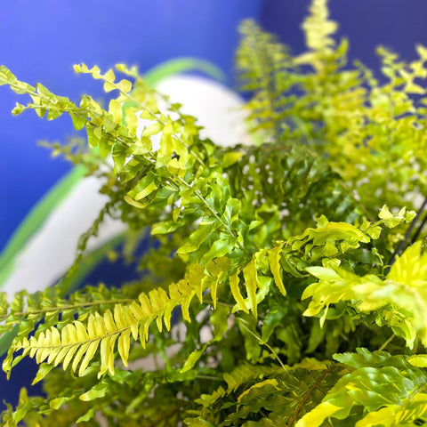 Nephrolepis exaltata 'Tiger' - Variegated Boston Fern - Sprouts of Bristol