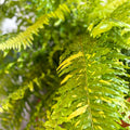 Nephrolepis exaltata 'Tiger' - Variegated Boston Fern - Sprouts of Bristol