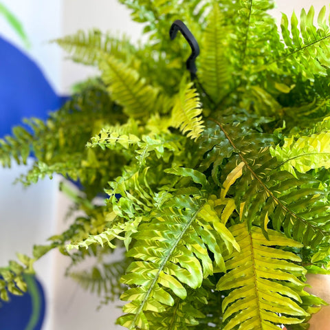 Nephrolepis exaltata 'Tiger' - Variegated Boston Fern - Sprouts of Bristol