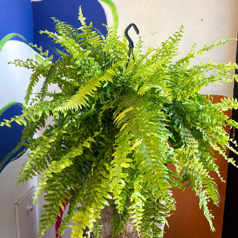 Nephrolepis exaltata 'Tiger' - Variegated Boston Fern - Sprouts of Bristol
