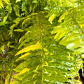 Nephrolepis exaltata 'Tiger' - Variegated Boston Fern - Sprouts of Bristol