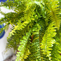 Nephrolepis exaltata 'Tiger' - Variegated Boston Fern - Sprouts of Bristol