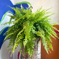 Nephrolepis exaltata 'Tiger' - Variegated Boston Fern - Sprouts of Bristol