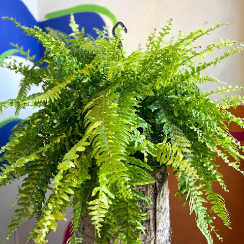 Nephrolepis exaltata 'Tiger' - Variegated Boston Fern - Sprouts of Bristol