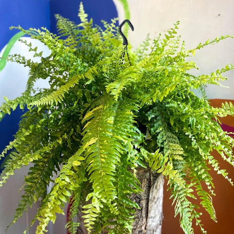 Nephrolepis exaltata 'Tiger' - Variegated Boston Fern - Sprouts of Bristol