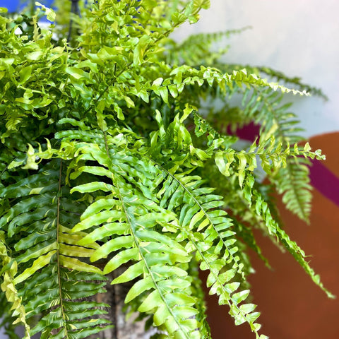 Nephrolepis exaltata 'Tiger' - Variegated Boston Fern - Sprouts of Bristol