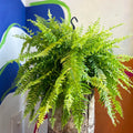 Nephrolepis exaltata 'Tiger' - Variegated Boston Fern - Sprouts of Bristol