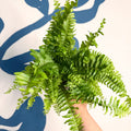 Nephrolepis exaltata ‘Vitale’ – Boston Fern - Sprouts of Bristol