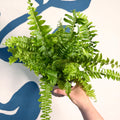 Nephrolepis exaltata ‘Vitale’ – Boston Fern - Sprouts of Bristol