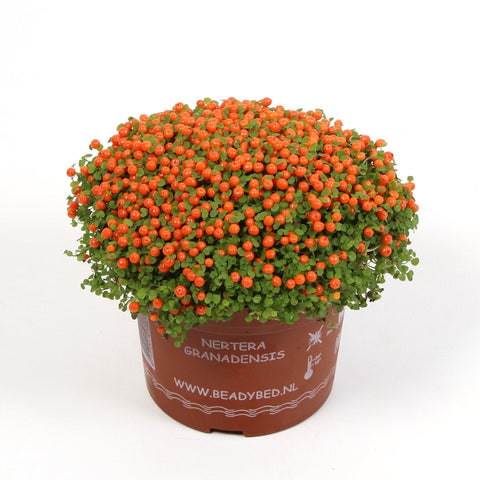 Nertera granadensis ‘Astrid’ – Coral Bead Plant - Sprouts of Bristol