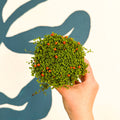 Nertera granadensis ‘Astrid’ – Coral Bead Plant - Sprouts of Bristol