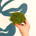 Nertera granadensis ‘Astrid’ – Coral Bead Plant - Sprouts of Bristol