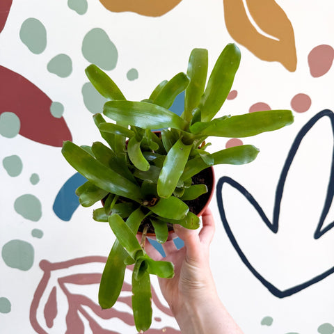 Nidularium schultesianum 'Fireball' - Blushing Bromeliad - Sprouts of Bristol