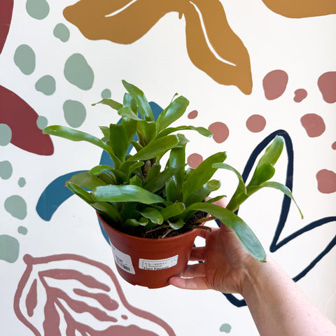 Nidularium schultesianum 'Fireball' - Blushing Bromeliad - Sprouts of Bristol