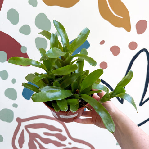 Nidularium schultesianum 'Fireball' - Blushing Bromeliad - Sprouts of Bristol