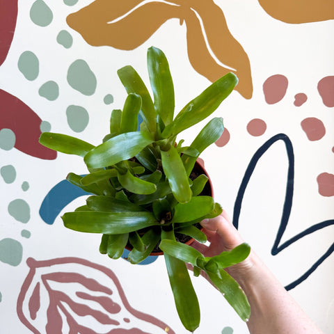 Nidularium schultesianum 'Fireball' - Blushing Bromeliad - Sprouts of Bristol