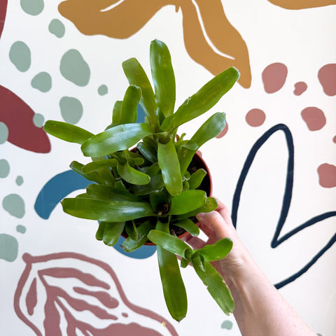 Nidularium schultesianum 'Fireball' - Blushing Bromeliad - Sprouts of Bristol