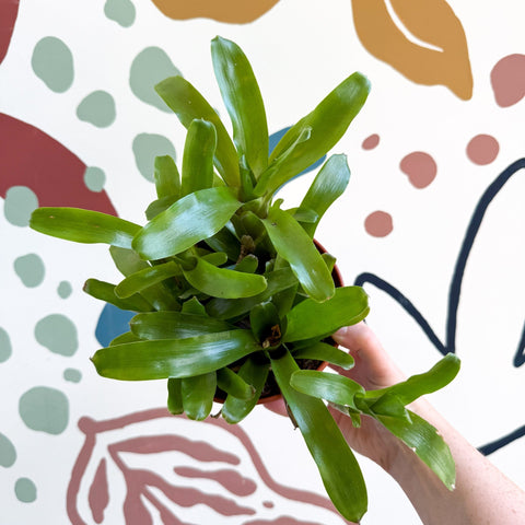 Nidularium schultesianum 'Fireball' - Blushing Bromeliad - Sprouts of Bristol