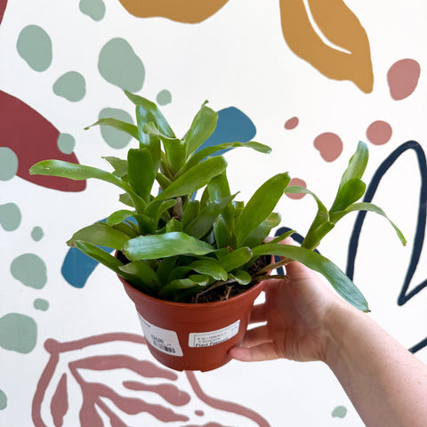 Nidularium schultesianum 'Fireball' - Blushing Bromeliad - Sprouts of Bristol