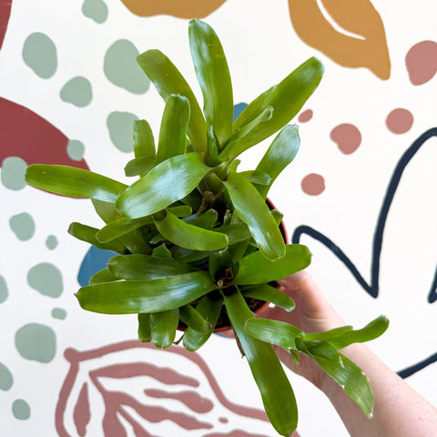 Nidularium schultesianum 'Fireball' - Blushing Bromeliad - Sprouts of Bristol