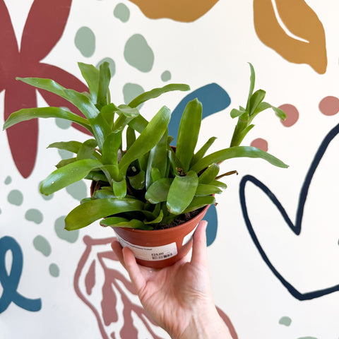 Nidularium schultesianum 'Fireball' - Blushing Bromeliad - Sprouts of Bristol