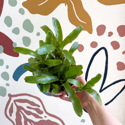 Nidularium schultesianum 'Fireball' - Blushing Bromeliad - Sprouts of Bristol