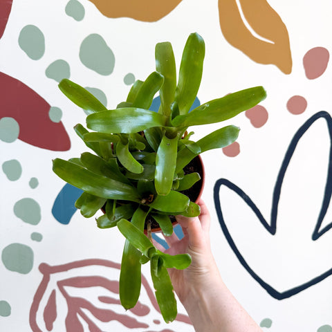 Nidularium schultesianum 'Fireball' - Blushing Bromeliad - Sprouts of Bristol