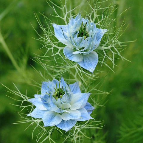 nigella flower seeds uk Love-in-a-Mist (Nigella damascena) 'Miss Jekyll' Seeds – Sprouts of Bristol