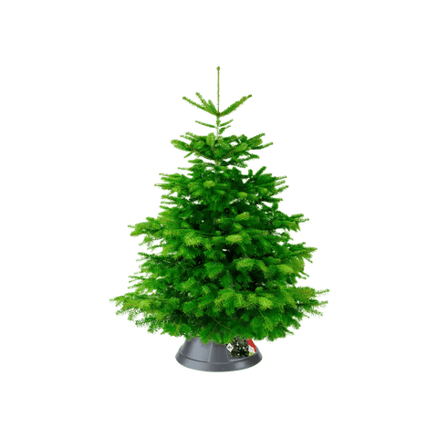 Nordman 39cm Anthracite Christmas Tree Stand for Real Trees up to 3m - Sprouts of Bristol