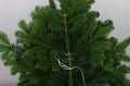 Nordmann Fir Branches (Abies nordmanniana) Christmas Craft Wreath Florist Festive Decoration Fresh Foliage - Sprouts of Bristol