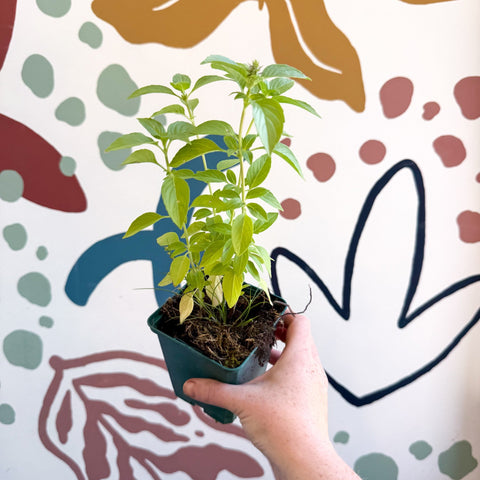 Ocimum basilicum 'Lemon' - Lemon Basil - Cotswolds Grown Culinary Herbs - Sprouts of Bristol