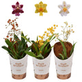 Oncidium flexuosum 'Twinkle’ - Tiny Butterfly Orchid (Random Colour/Buds Closed) - Sprouts of Bristol