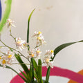 Oncidium flexuosum 'Twinkle White’ - Tiny Butterfly Orchid - Sprouts of Bristol