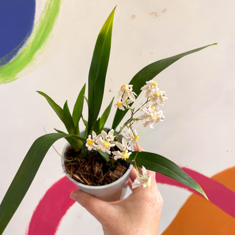 Oncidium flexuosum 'Twinkle White’ - Tiny Butterfly Orchid - Sprouts of Bristol